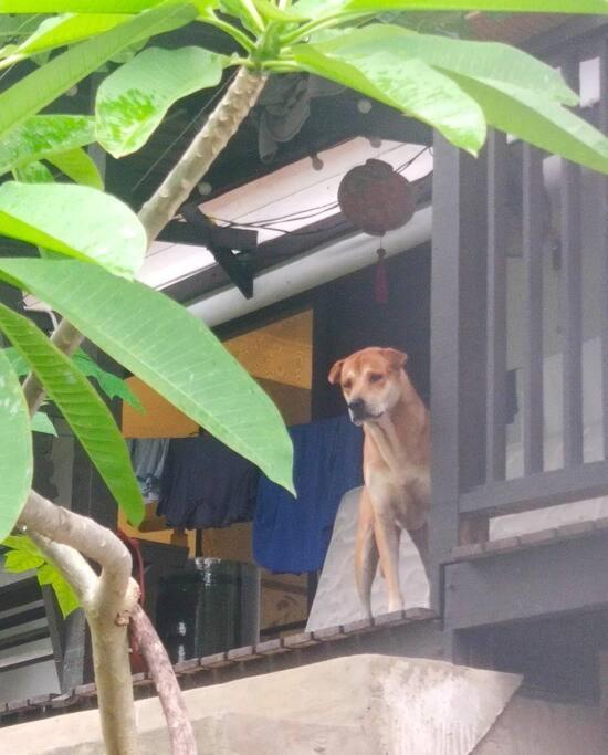 Kk Jungle Hideaway Lovely Apartment 5 Mins Walk To Town Kota Kinabalu Luaran gambar